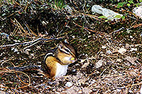 /images/133/1997-09-tema-chipmunk-egg.jpg - #00053: chipmunk at Lake Temagami … Sept 1997 -- Anima Nipissing Lake, Temagami, Ontario.Canada