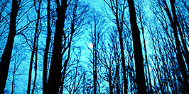 /images/133/1997-10-bruce-trail-blue-woods-pano.jpg - #00060: Bruce Trail in the fall … Oct 1997 -- Bruce Trail, Halton, Ontario.Canada