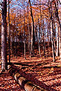 /images/133/1997-10-bruce-trail-fall2-v.jpg - #00062: Bruce Trail in fall … Oct 1997 -- Bruce Trail, Halton, Ontario.Canada
