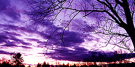 /images/133/1997-10-bruce-trail-purple-pano.jpg - #00065: Bruce Trail … Oct 1997 -- Bruce Trail, Halton, Ontario.Canada