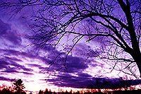 /images/133/1997-10-bruce-trail-purple.jpg - #00064: Bruce Trail … Oct 1997 -- Bruce Trail, Halton, Ontario.Canada