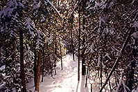 /images/133/1997-12-bruce-trail-narrow.jpg - #00077: Bruce Trail in winter  … Dec 1997 -- Bruce Trail, Halton, Ontario.Canada