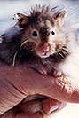 /images/133/1998-01-josephine-pete-hamster-v.jpg - #00079: pet Hamster in Brampton … Jan 1998 -- Brampton, Ontario.Canada