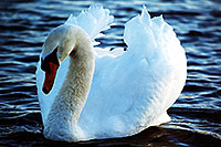 /images/133/1998-05-ontario-white-swan1.jpg - #00082: White swan at Lake Ontario … Oct 1997 -- Toronto, Ontario.Canada