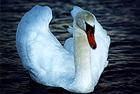 /images/133/1998-05-ontario-white-swan2.jpg - Birds > Swans
