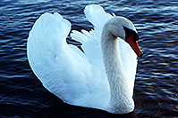 /images/133/1998-05-ontario-white-swan4.jpg - #00085: White swan at Lake Ontario … Oct 1997 -- Toronto, Ontario.Canada