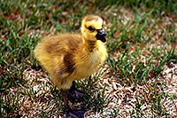 /images/133/1998-05-spar-baby-goose.jpg - Birds > Canadian Geese