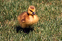 /images/133/1998-05-spar-baby-goose2.jpg - #00087: baby Goose in Brampton … May 1998 -- Brampton, Ontario.Canada