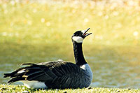 /images/133/1998-05-spar-goose-cry.jpg - #00090: Goose in Brampton … May 1998 -- Brampton, Ontario.Canada