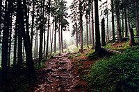 /images/133/1998-07-slovakia-tatry-les.jpg - Special > Woods