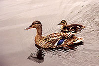 /images/133/1998-08-ducks-2.jpg - #00137: Ducks in Brampton … August 1998 -- Brampton, Ontario.Canada