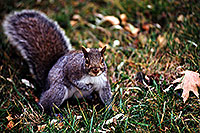 /images/133/1998-11-windsor-squirrel.jpg - #00174: Squirrel in Windsor … Nov 1998 -- Windsor, Ontario.Canada