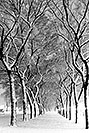 /images/133/1999-02-chicago-bw3-v.jpg - #00247: snowy night along Michigan Avenue … Feb 1999 -- Chicago, Illinois