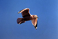 /images/133/1999-02-chicago-seagull-sky.jpg - #00263: Seagull in Chicago … Feb 1999 -- Chicago, Illinois
