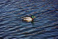 /images/133/1999-03-chicago-ducks4.jpg - #00283: ducks at Lake Michigan … March 1999 -- Chicago, Illinois