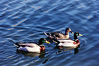 /images/133/1999-03-chicago-ducks5.jpg - #00284: ducks at Lake Michigan … March 1999 -- Chicago, Illinois