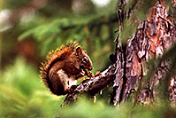 /images/133/1999-08-temagami-squirrel.jpg - #00362: red squirrel at Anima Nipissing Lake … August 1999 -- Anima Nipissing Lake, Temagami, Ontario.Canada