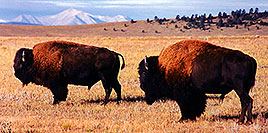 /images/133/1999-09-buffalos-pano.jpg - #00368: Buffalo in Hartsel, Colorado … Sept 1999 -- Hartsel, Colorado