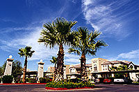 /images/133/1999-09-phoenix-17017.jpg - #00425: Palm Trees at Bell Road in Phoenix  ... August 1999 -- Phoenix, Arizona