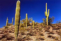 /images/133/1999-11-lake-pleasant-cactu.jpg - #00449: Saguaro Cactus at Lake Pleasant near Phoenix … Sept 1999 -- Lake Pleasant, Arizona