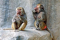 /images/133/2000-07-zoo-baboons1.jpg - #00528: Female Baboons at the Phoenix Zoo … July 2000 -- Phoenix Zoo, Phoenix, Arizona