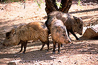 /images/133/2000-07-zoo-boars3.jpg - #00530: Javalinas at Phoenix Zoo … July 2000 -- Phoenix Zoo, Phoenix, Arizona
