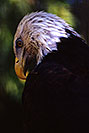 /images/133/2000-07-zoo-eagle2-v.jpg - #00532: Bald Eagle at the Phoenix Zoo … July 2000 -- Phoenix Zoo, Phoenix, Arizona