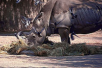 /images/133/2000-07-zoo-hippo2.jpg - #00534: Rhino at the Phoenix Zoo … July 2000 -- Phoenix Zoo, Phoenix, Arizona