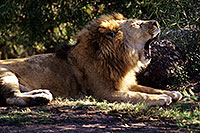 /images/133/2000-07-zoo-lion1.jpg - #00536: Lion at the Phoenix Zoo … July 2000 -- Phoenix Zoo, Phoenix, Arizona
