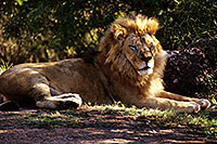 /images/133/2000-07-zoo-lion2.jpg - #00537: Lion at the Phoenix Zoo … July 2000 -- Phoenix Zoo, Phoenix, Arizona