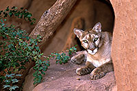 /images/133/2000-07-zoo-puma.jpg - #00539: Puma (Mountain Lion) at the Phoenix Zoo … July 2000 -- Phoenix Zoo, Phoenix, Arizona
