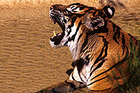 /images/133/2000-07-zoo-tiger2.jpg - #00541: Tiger …Phoenix Zoo … July 2000 -- Phoenix Zoo, Phoenix, Arizona