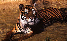 /images/133/2000-07-zoo-tiger3.jpg - #00542: Tiger …Phoenix Zoo … July 2000 -- Phoenix Zoo, Phoenix, Arizona