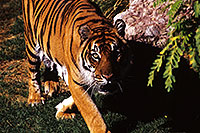 /images/133/2000-07-zoo-tiger4.jpg - #00543: Tiger …Phoenix Zoo … July 2000 -- Phoenix Zoo, Phoenix, Arizona