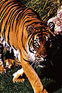 /images/133/2000-07-zoo-tiger5-v.jpg - #00544: Tiger …Phoenix Zoo … July 2000 -- Phoenix Zoo, Phoenix, Arizona