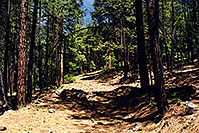 /images/133/2000-08-flagstaff-woods1.jpg - #00550: hiking by Flagstaff (testing Arcteryx blue backpack) … August 2000 -- Flagstaff, Arizona