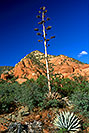 /images/133/2000-08-sedona-dogie-trail2-v.jpg - #00583: Dogie Trail in Sycamore Canyon … August 2000 -- Sedona, Arizona