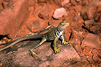 /images/133/2000-08-sedona-lizard.jpg - #00591: lizard along Dogie Trail in Sycamore Canyon … August 2000 -- Phoenix, Arizona