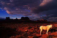 /images/133/2000-09-monvalley-horse.jpg - #00667: White Navajo horse at  6am … Sept 2000 -- Monument Valley, Utah