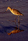 /images/133/2001-02-beach-sandpiper2-v.jpg - #00760: Marbled Godwit in South Carlsbad … Feb 2001 -- South Carlsbad, California