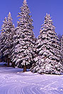 /images/133/2001-03-snowbowl-winter-trees-v.jpg - #00775: Snowy trees in Snowbowl … March 2001 -- Snowbowl, Arizona