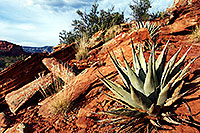 /images/133/2001-08-sedona-long-can2.jpg - #00879: Agave Plant in Long Canyon … August 2001 -- Sedona, Arizona