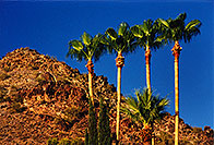 /images/133/2001-08-squaw-peak-palms.jpg - #00886: secondary peak of Squaw Peak Mountain … August 2001 -- Squaw Peak, Phoenix, Arizona