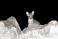/images/133/2001-08-squaw-ringtail.jpg - #00887: Ringtail at Squaw Peak … August 2001 -- Squaw Peak, Phoenix, Arizona