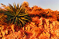 /images/133/2001-09-supersti-reavis3.jpg - #00897: Agave Plant at Reavis Ranch Trail … Sept 2001 -- Reavis Ranch Trail, Superstitions, Arizona