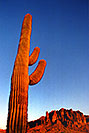 /images/133/2001-09-supersti-reavis7-v.jpg - #00900: Saguaro Cactus at Reavis Ranch Trail … Sept 2001 -- Superstitions, Arizona