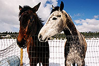 /images/133/2003-03-snowbowl-horses-2.jpg - #01178: horses near Snowbowl … March 2003 -- Humphreys Peak, Snowbowl, Arizona