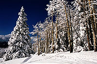 /images/133/2003-03-snowbowl-trees-left.jpg - #01187: Snowbowl … March 2003 -- Snowbowl, Arizona