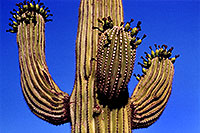 /images/133/2003-06-saguaro-cactus3.jpg - #01221: Green fruit on Saguaro cactus by Saguaro Lake … June 2003 -- Saguaro Lake, Arizona