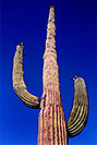 /images/133/2003-06-saguaro-cactus5-v.jpg - #01224: Saguaro cactus by Saguaro Lake … June 2003 -- Saguaro Lake, Arizona